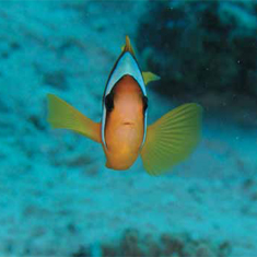 Underwater photographer Vyv Wilkins, clownfish
