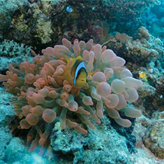 Underwater photographer Vyv Wilkins, clownfish
