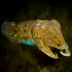 Cuttlefish by Pete Bullen