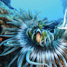 Underwater photographer K Gill, clownfish