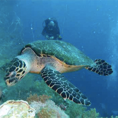 Underwater photographer K Gill, turtle