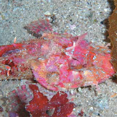 Underwater photographer Ken Ryder, scorpionfish