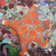 Underwater photographer Ken Ryder, starfish