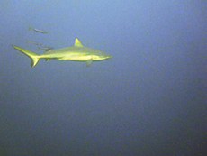 Grey Reef Shark, poor quality photograph of