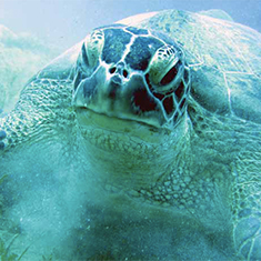 Underwater photographer Robert Bagdi, prize-winning turtle