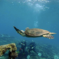Underwater photographer Vyv Wilkins, turtle