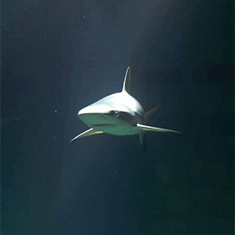 Underwater photographer Mark Bruce, Grey Reef Shark