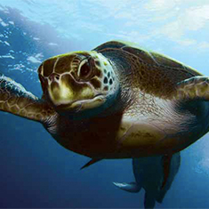 Underwater photographer Ian Clarke, turtle