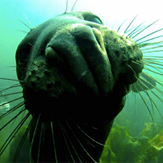 Underwater photographer Tony McCann, seal