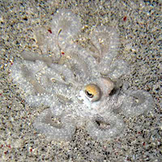 Underwater photographer Tanya Murphy, octopus