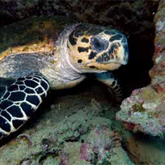 Underwater photographer Vyv Wilkins, turtle
