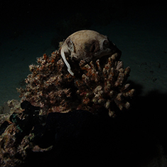 Underwater photographer Jonathan Fox, 