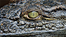 Crocodile Detail