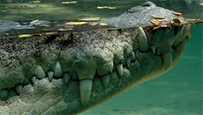 Crocodile Detail