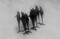 Dolphins
