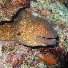 Moray Eel by Christine Cullen