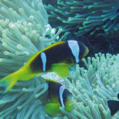 Underwater photographer Stephen Gamble, clownfish