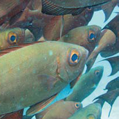 Underwater photographer Stephen Gamble, schooling fish