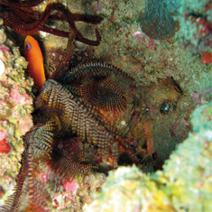 Underwater photographer Stephen Gamble, fan star