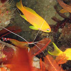 Underwater photographer Stephen Gamble, shrimp