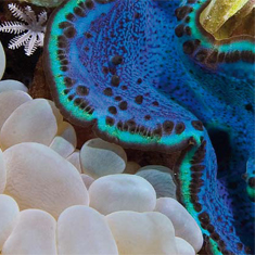 Underwater photographer Helen Parris, clam