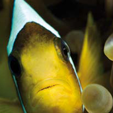Underwater photographer Helen Parris, anemone fish