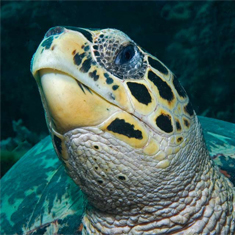 Underwater photographer Helen Parris, turtle