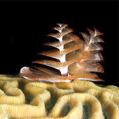 Christmas Tree Worms by Helen Parris