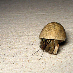 Hermit Crab by Sunphol Sorakul