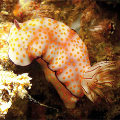 Underwater photographer Sunphol Sorakul, nudibranch