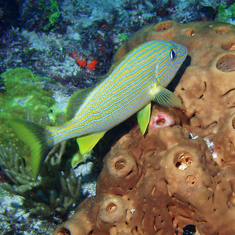 Underwater photographer Nick Stevens, french grunt