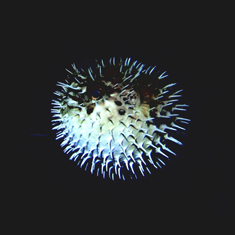 Underwater photographer Nick Stevens, pufferfish