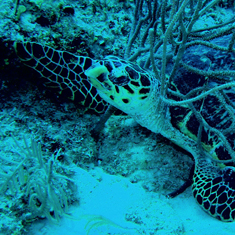 Underwater photographer Nick Stevens, turtle