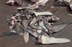 Butchered Shark Fins