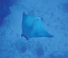 Mozambique Manta