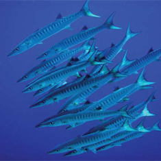 Schooling Barracuda by Jennifer Grogan