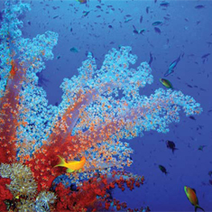 Underwater photographer Jennifer Grogan, soft coral