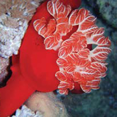 Underwater photographer Jennifer Grogan, Spanish dancer