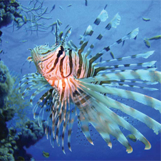 Underwater photographer Jennifer Grogan, lionfish