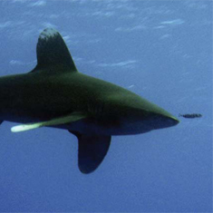 Underwater photographer Jennifer Grogan, oceanic whitetip shark