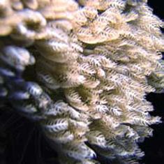 Underwater photographer Jennifer Grogan, feather star