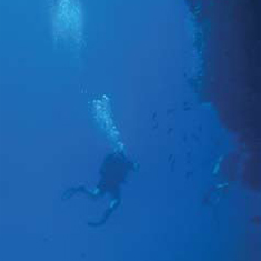 Underwater photographer Johanna Hagfoss, divers