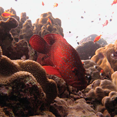 Underwater photographer Johanna Hagfoss, grouper