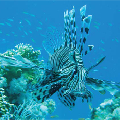 Underwater photographer Johanna Hagfoss, lionfish