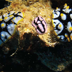 Underwater photographer Johanna Hagfoss, nudibranchs