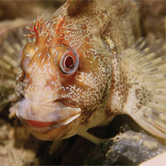 Underwater photographer Darren Stone, tom-pot blennie