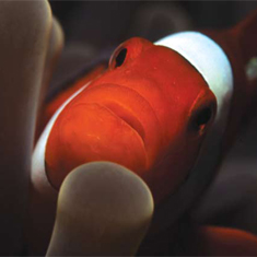 Underwater photographer Darren Stone, anemonefish