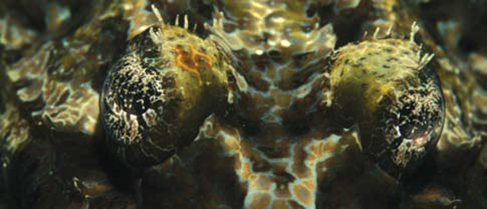 Underwater photographer Darren Stone, close-up of a critter