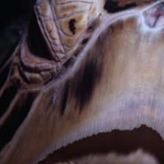 Turtle's Face by Darren Stone