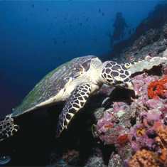 Underwater photographer Darren Stone, turtle